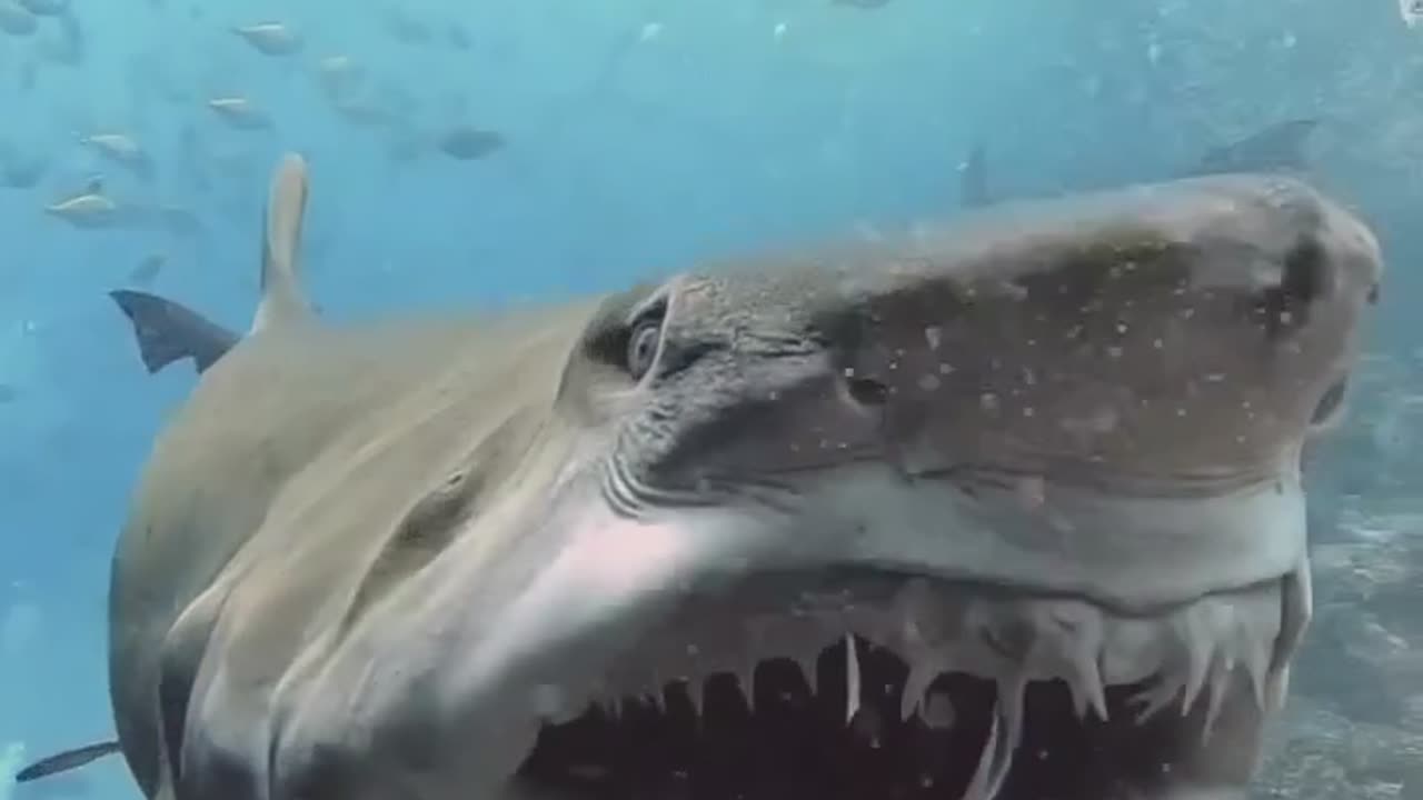 Dangerous Shark #shorts #viral #shortsvideo #video