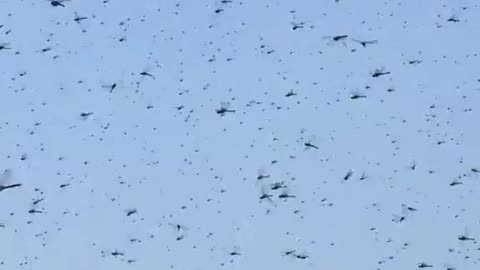 Dragonflies SWARM beach in Rhode Island.. BIBLICAL?