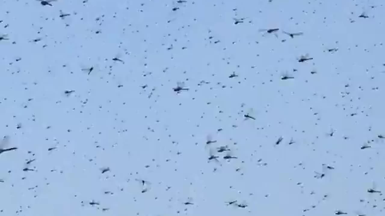 Dragonflies SWARM beach in Rhode Island.. BIBLICAL?