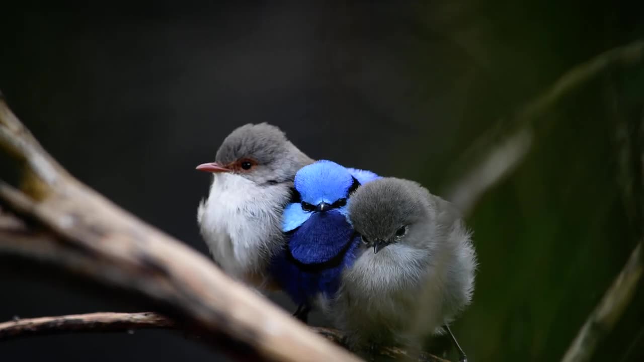 A splendid fairywren family. Perth Hills Western Australia.