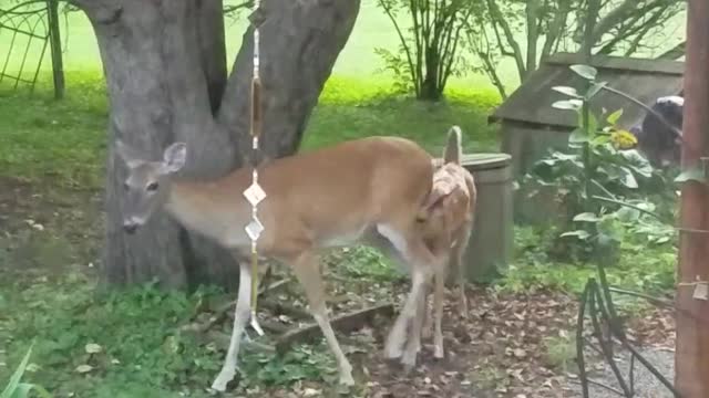 Fawn Tries to Nurse