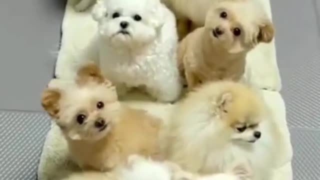 Cute dog tarning video