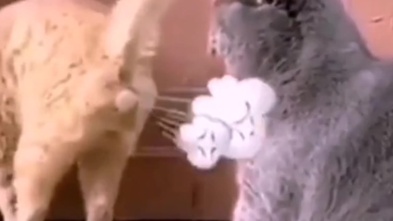 The cat | kungfu cat #cat #meong