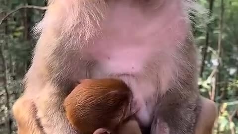 Monkey funny short video