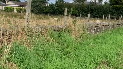 Kingswells sheep sept 2023