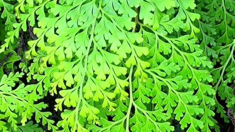 Plants in Stone Cracks