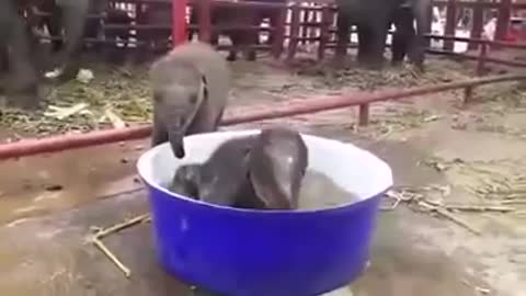 Baby Elephants are bathing...