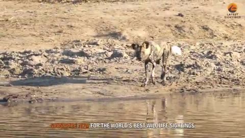 Wild Dogs Turn Into Crocodiles To Try Catch Baby Buck