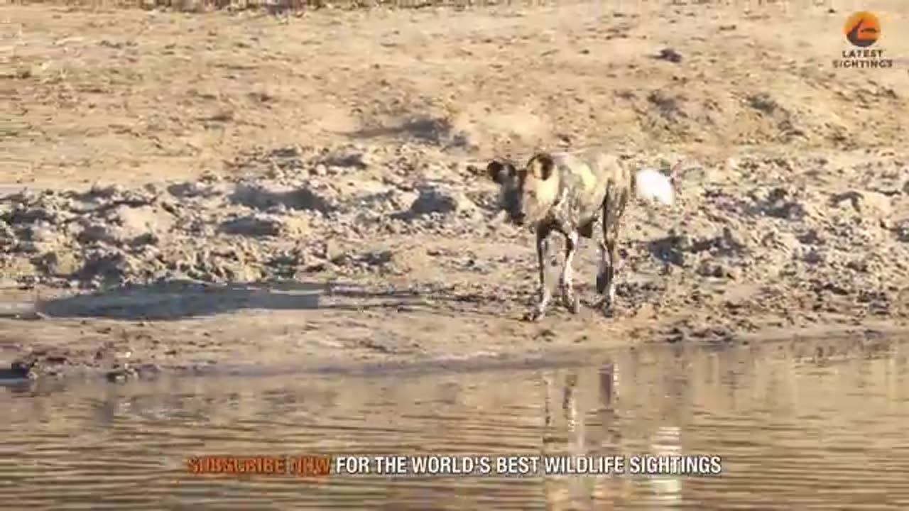 Wild Dogs Turn Into Crocodiles To Try Catch Baby Buck