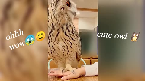 Cute owl relax voice unbelievable