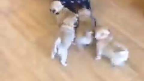 Pug chase!