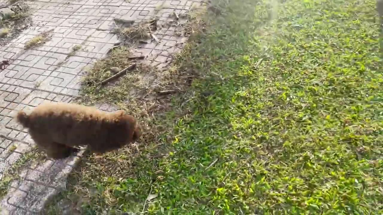 Funniest Animals 2023 🐱🐶 - Funny Cats Fight Videos _ Furry Buddy #Comic