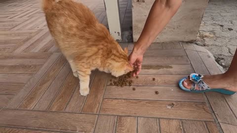 Orange cat meowing unbelievably cute