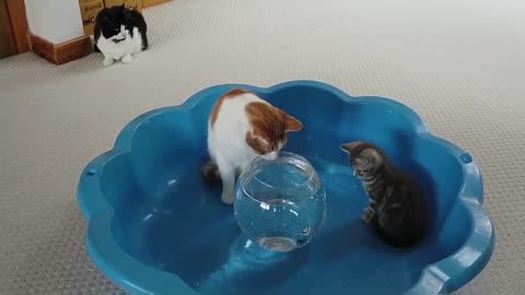 Cats & Kitten Reacts To Robo Fish