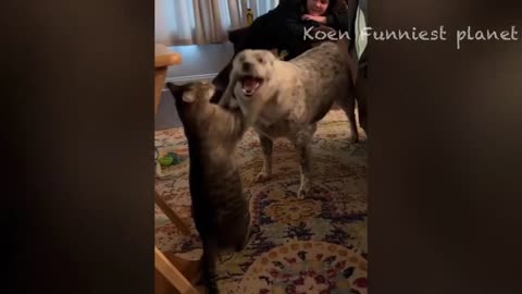 Funny animal 😂😂😂