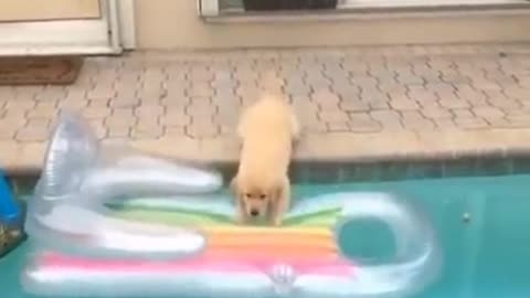 Cute puppy swim in pool