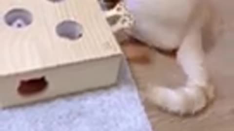Paying cat"!! Smart cat?!! Cute cat;: #cat# animal#shorts videos