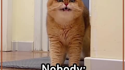 Nothing is more melodious than meow meow