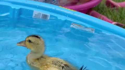 #Ducky wants to swim