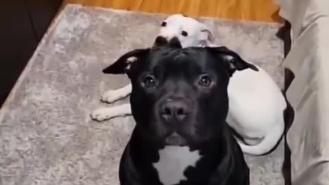 Funny Animals Videos 😂 - Funniest Cats and Dogs 😸🐶 185