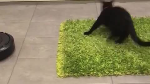 Cat Mistakenly Turns its Back on the Robo Vacuum