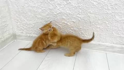 Kittens fighting - mother cat punishes her kittens