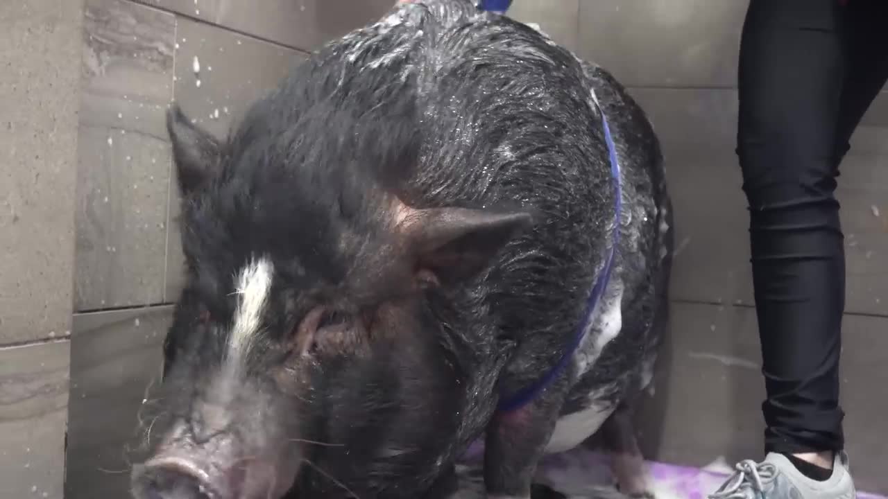 Dramatic Pot Belly Pig at the dog groomers?-11