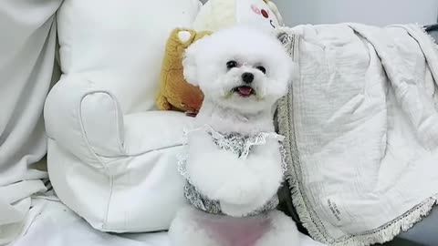 Amazing dog baby cute video
