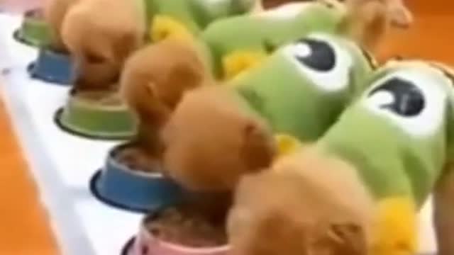 Ultimate Cute and Funny Dog Video Compilation!