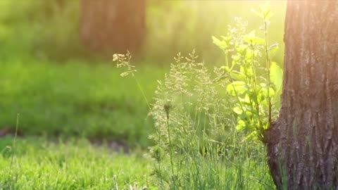 Beautiful Relaxing Music for Stress Relief, Meditation, Sleep, Soothing