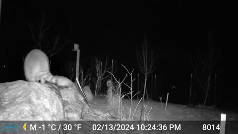 Raccoon/Opossum - Maybe Later
