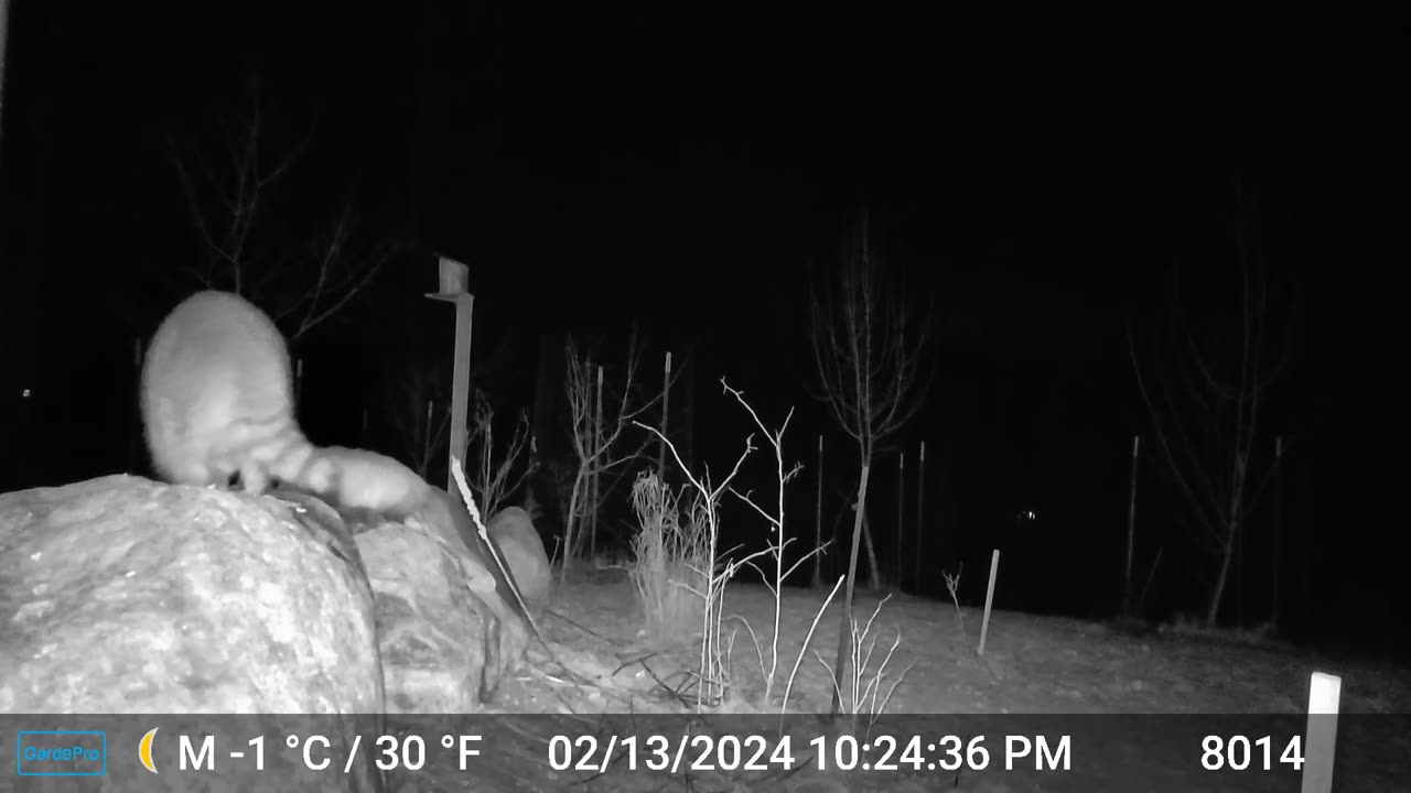 Raccoon/Opossum - Maybe Later