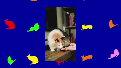 ONE MINUTE OF CATS 045