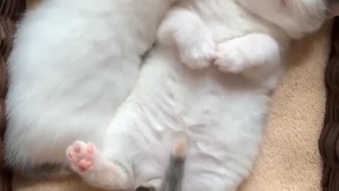 Cute animals lover