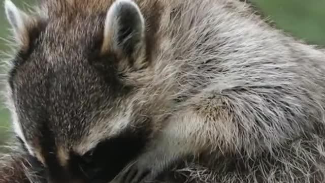 raccoon