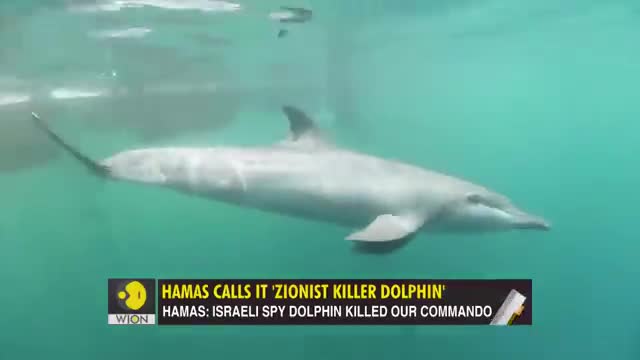 s 'Killer Zionist Dolphin' killed their commando_Cut