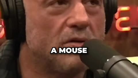 Joe Rogan DESTROYS Bobby Lee