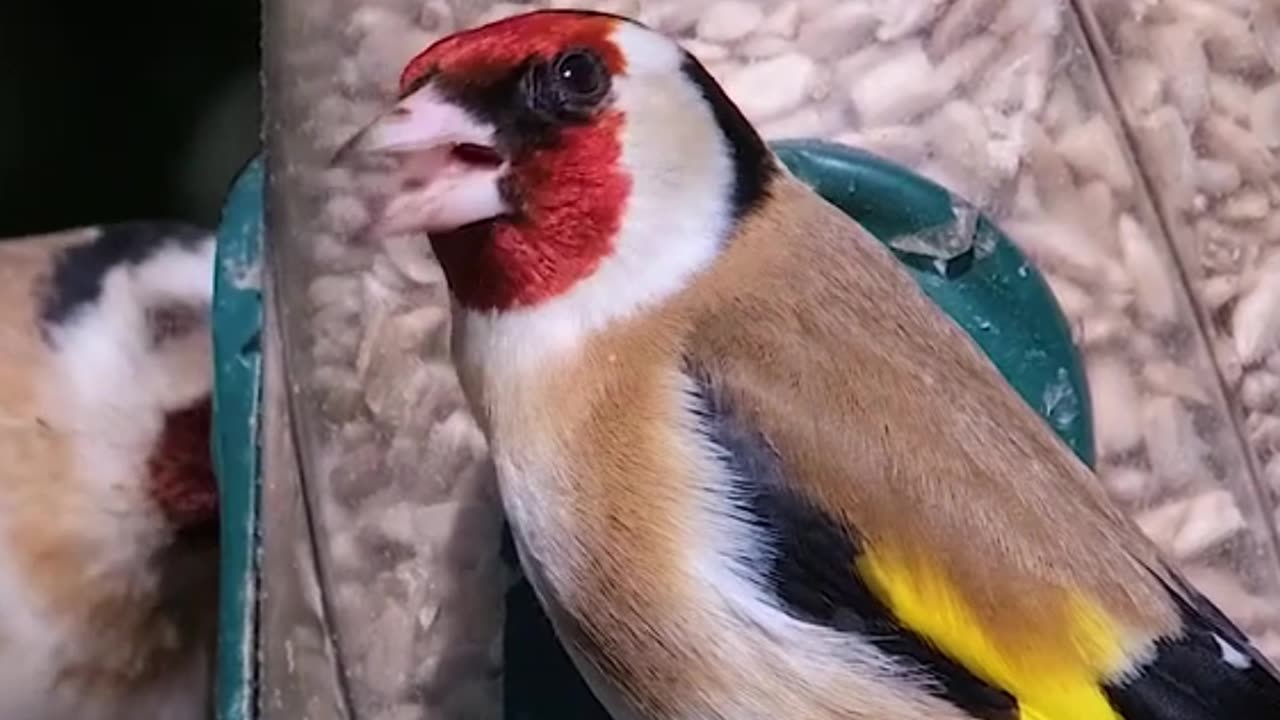 #viral