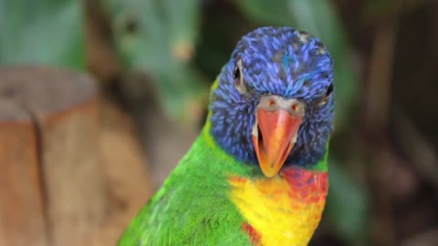 Parrot Bird Colorful