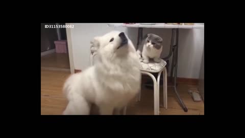 catanddogs