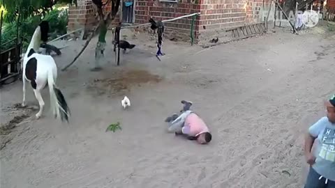 Funny Horse