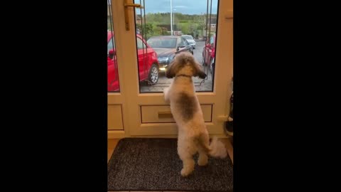 Funny Animal Video - Funny Dogs And Cats - Try Not To Laugh Animals 2022