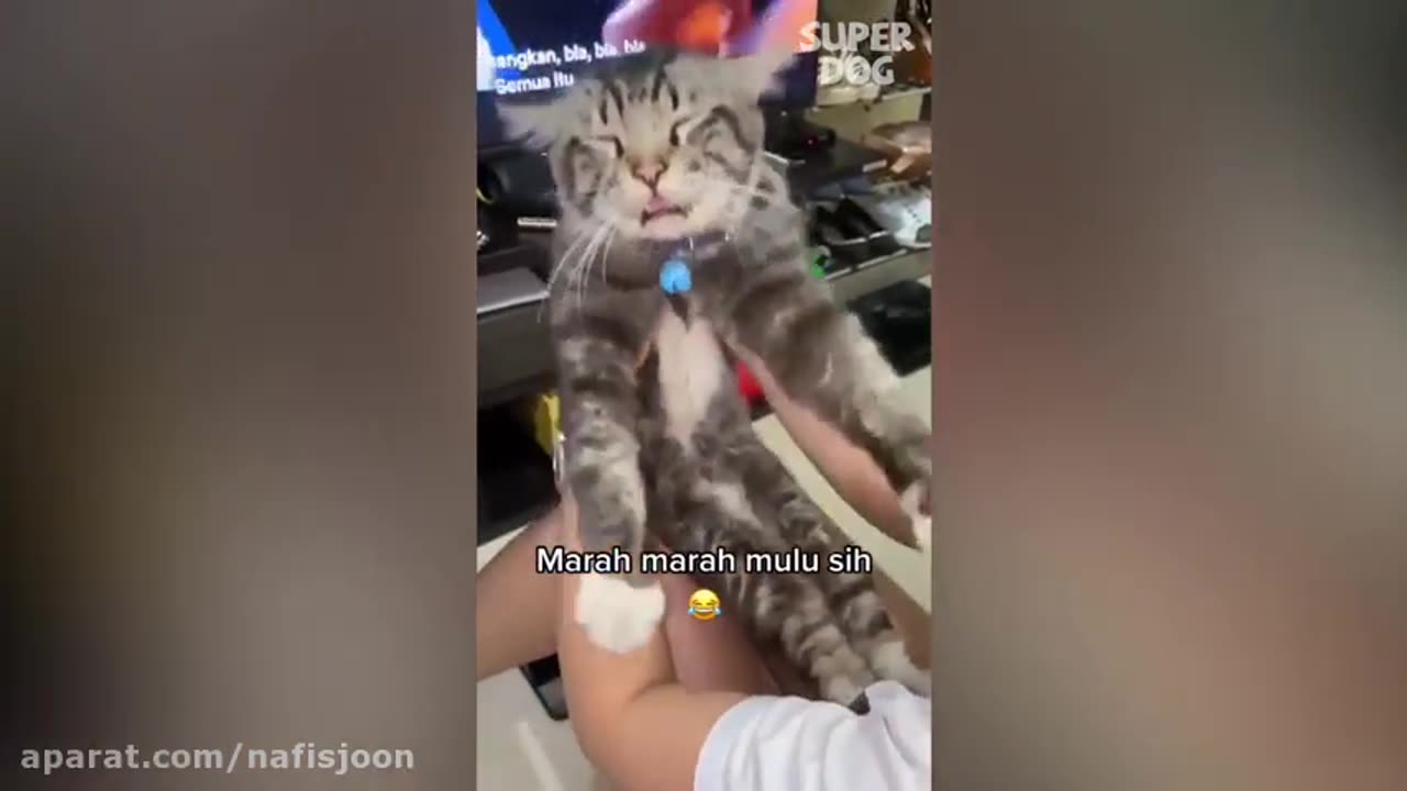 Funny animals