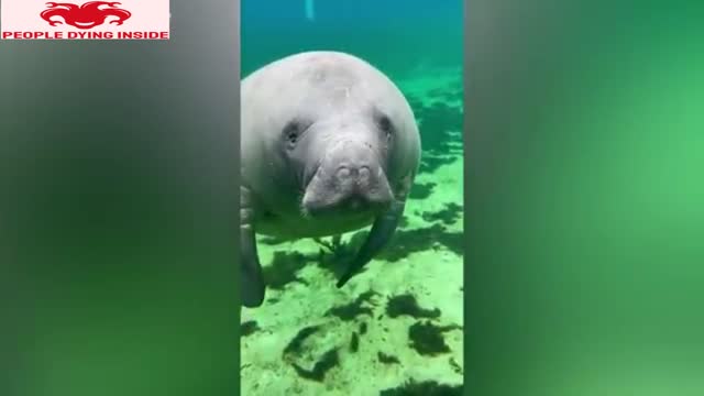 UNEXPECTED MEMES COMPILATION - FUNNY FAILS