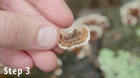 How to Identify Turkey Tail Mushrooms (and distinguish from false lookalikes)