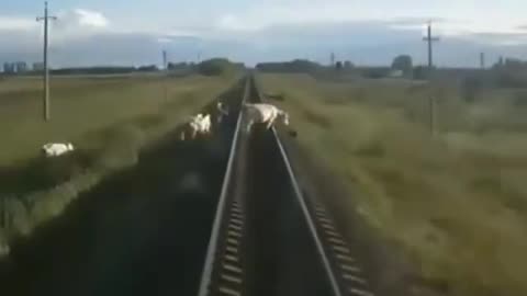 Cattle Driver vs Train