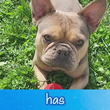 How does a dog get the name Squirt?