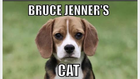 Random Memes 533
