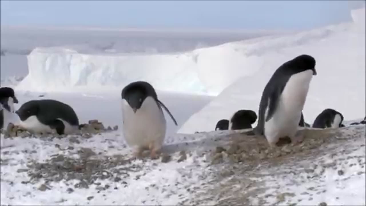 Some funny moments of penguins.