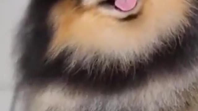 Dog in bath funny